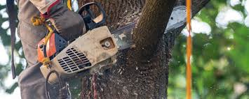 Best Tree Health Inspection  in Lake Winnebago, MO