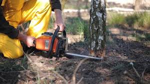 Best Storm Damage Tree Cleanup  in Lake Winnebago, MO