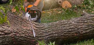 How Our Tree Care Process Works  in  Lake Winnebago, MO