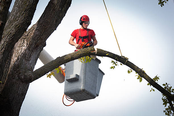 Best Commercial Tree Services  in Lake Winnebago, MO