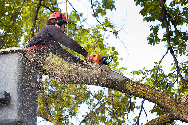  Lake Winnebago, MO Tree Services Pros