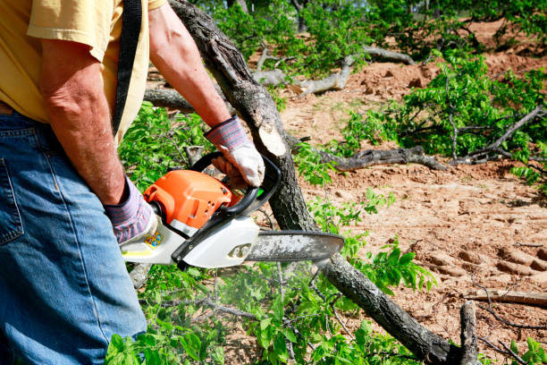 Best Arborist Consultation Services  in Lake Winnebago, MO